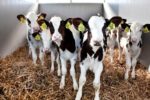 calves in a transporter