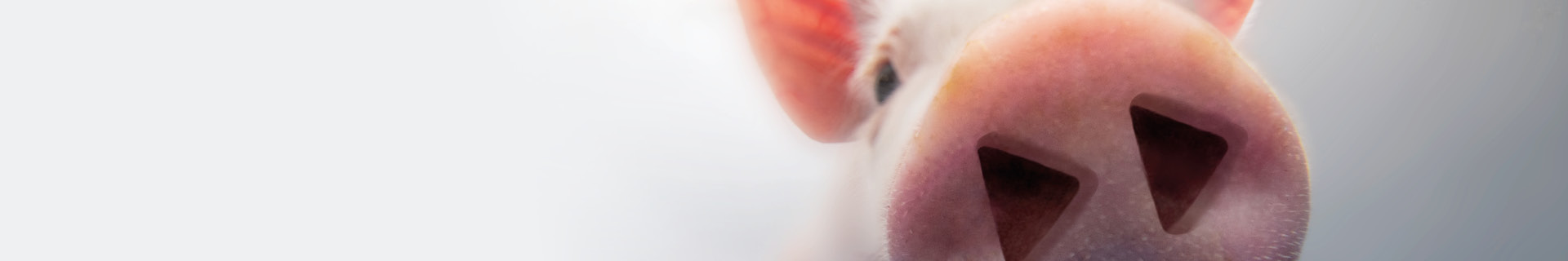 nose of a piglet