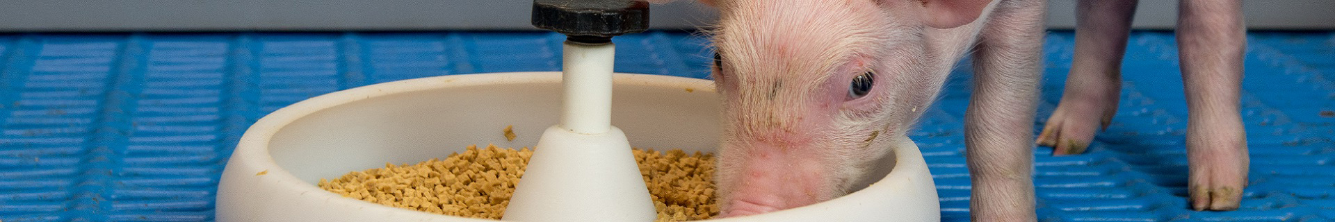 eating piglet out of a white feeder