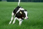 running calf in grassland