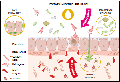 schematic overview of gut health