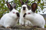 3 white rabbits with dark ears