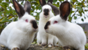 3 white rabbits with dark ears