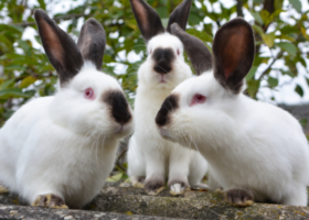 3 white rabbits with dark ears