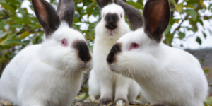 3 white rabbits with dark ears