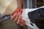 Picture of calf drinking colostrum