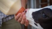 Picture of calf drinking colostrum