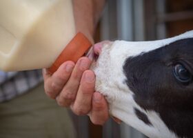 Picture of calf drinking colostrum