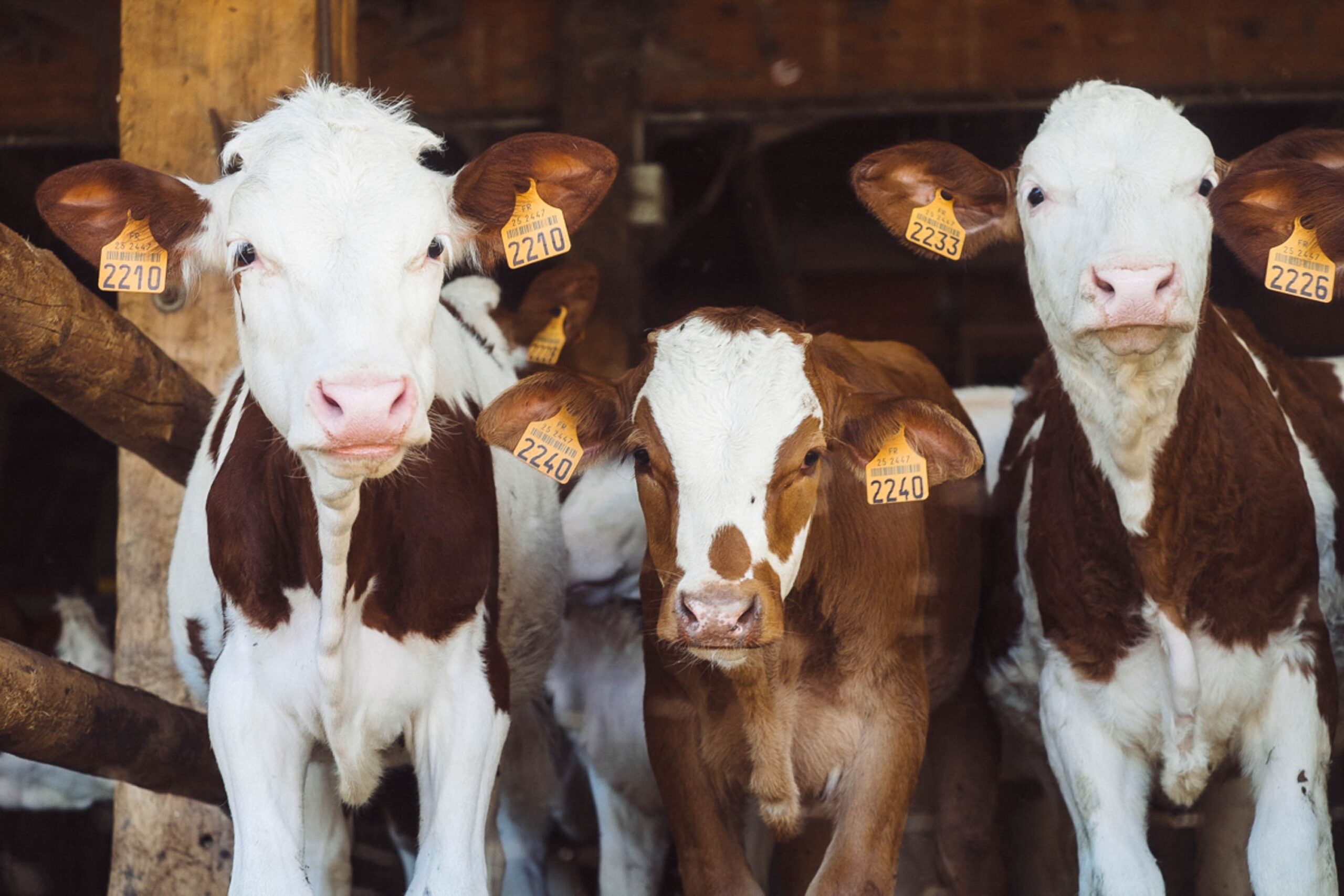 calves looking into the camera