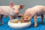 Etende biggen in Pig Farm