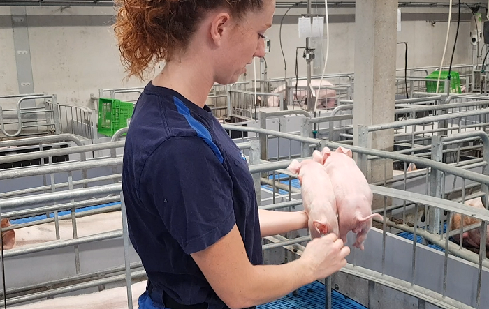 Vrouw laat biggen zien in stal