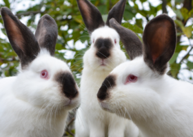 3 witte konijnen met donkere oren