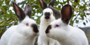 3 witte konijnen met donkere oren