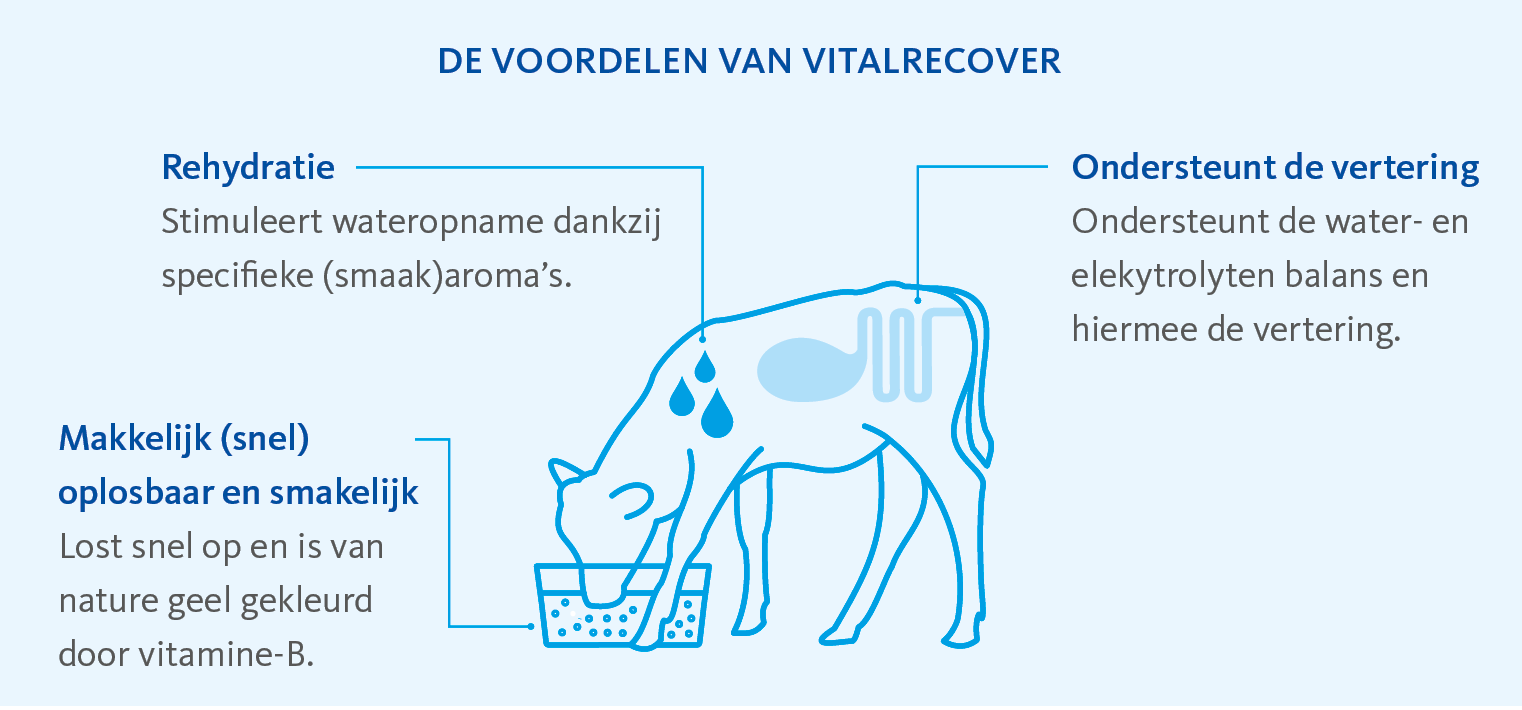 Infographic van drinkend kalf met voordelen van Vitalrecover opgenomend zoals Rehydratie, smakelijkheid en makkelijk oplosbaar