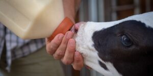 Foto van kalf dat biest drinkt uit speenemmer