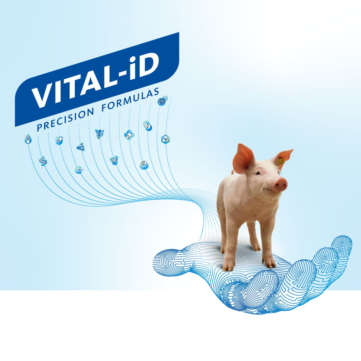 a piglet is displayed on a hand with "Vital-iD" in bold, highlighting 12 icons of formulas and advantages in the background.