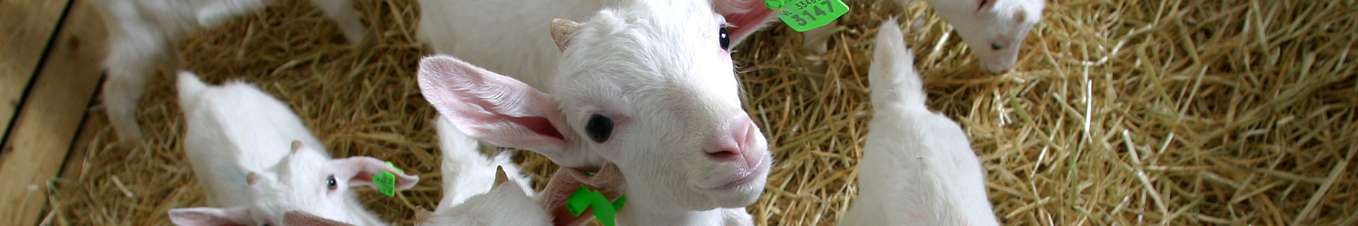 Goatkid looking into camera