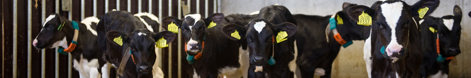 Calves in a stable