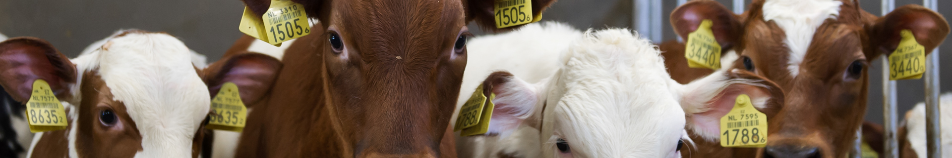 Calves in a stable