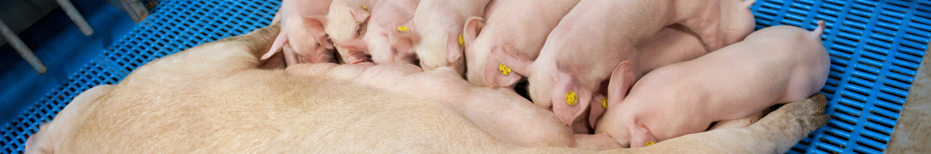 Piglets and a sow