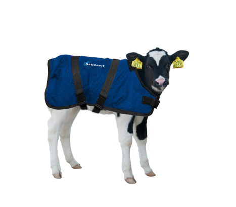 calf with cover