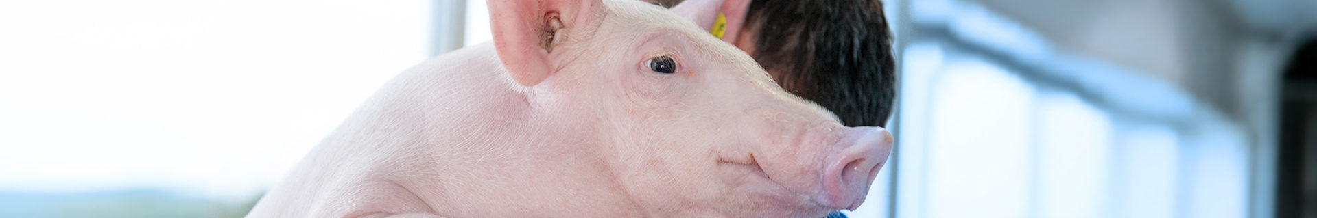 Piglet on a shoulder of a man