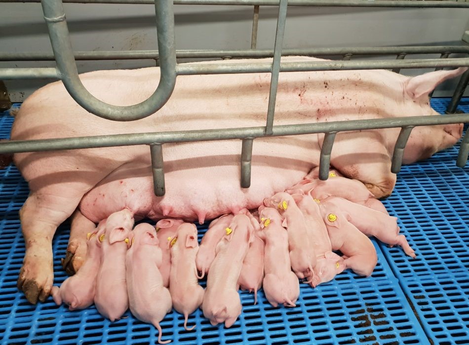 sow and piglets in a stable