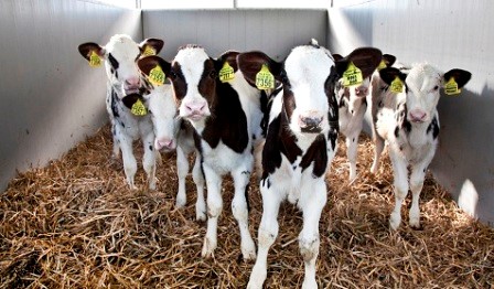 calves in a transporter