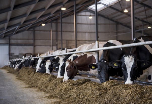 eating cows in a stable