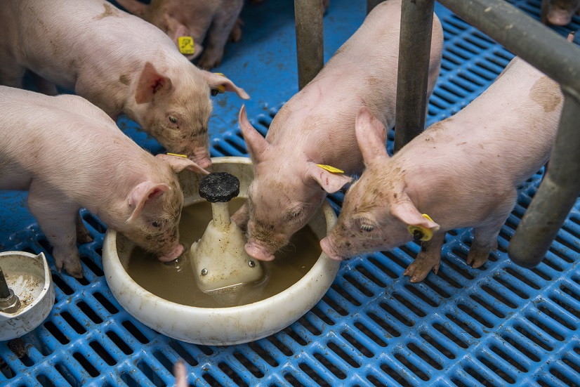 piglets eating mush from a feed bowl