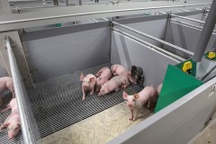 piglets in a stable