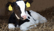 calf lying in a stable