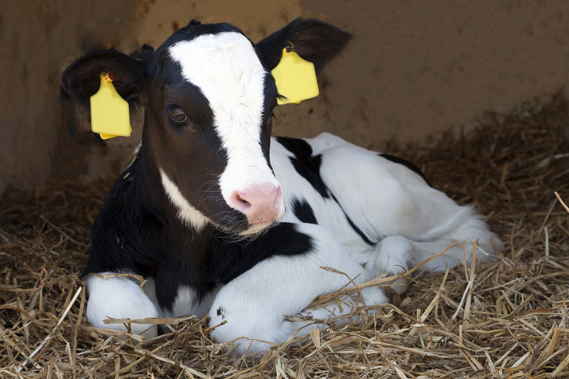 calf lying in a stable