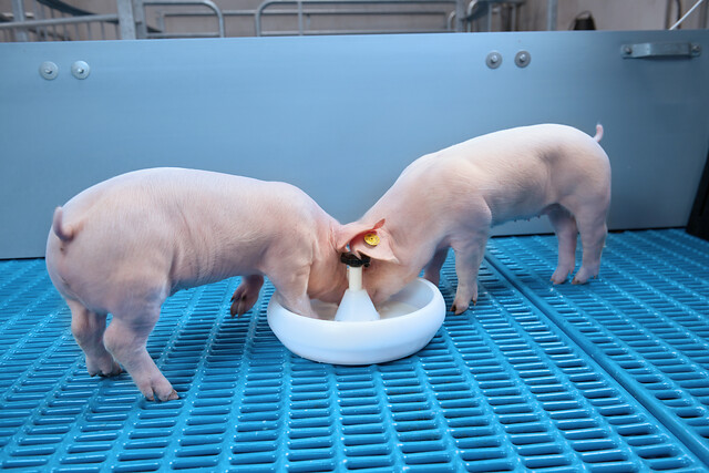 2 piglets eating out of a feedbag