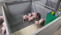 hok_gespeende_biggen_afdeling_pig_farm_210x120